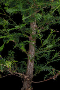 Bonsai Special | Coast Redwood (E4)
