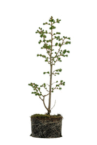 Bonsai Special | Japanese Larch (E4)