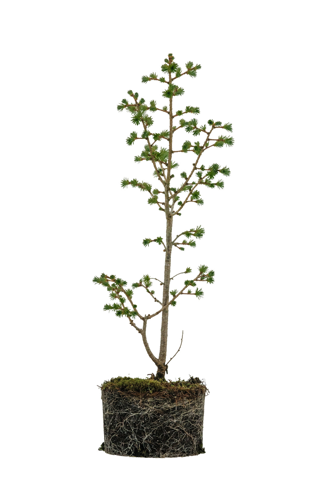 Bonsai Special | Japanese Larch (E4)