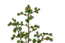 Load image into Gallery viewer, Bonsai Special | Japanese Larch (E4)