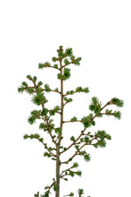 Load image into Gallery viewer, Bonsai Special | Japanese Larch (E4)