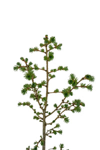 Bonsai Special | Japanese Larch (E4)