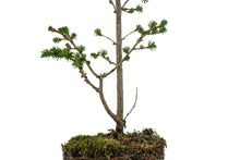 Load image into Gallery viewer, Bonsai Special | Japanese Larch (E4)