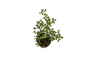 Bonsai Special | Japanese Larch (E4)