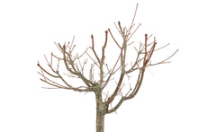 Load image into Gallery viewer, Bonsai Special | Japanese Maple (E4)