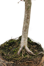 Load image into Gallery viewer, Bonsai Special | Japanese Maple (E4)
