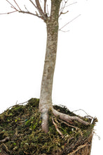 Load image into Gallery viewer, Bonsai Special | Japanese Maple (E4)