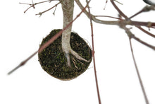 Load image into Gallery viewer, Bonsai Special | Japanese Maple (E4)