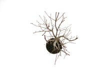 Load image into Gallery viewer, Bonsai Special | Japanese Maple (E4)