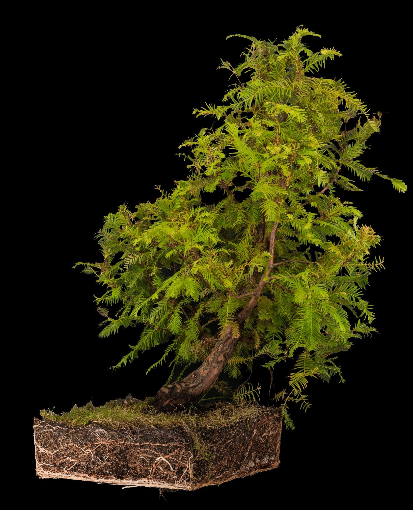bonsai metasequoia Bonsai Special