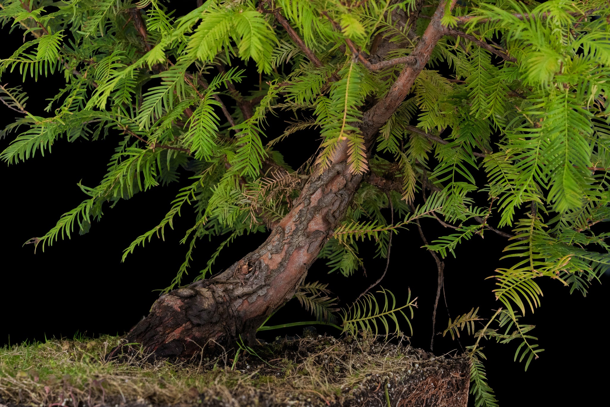 dawn redwood bonsai tree Bonsai Special