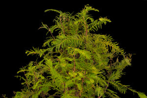 Bonsai Special | Dawn Redwood (E5)