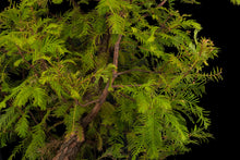 Load image into Gallery viewer, Bonsai Special | Dawn Redwood (E5)