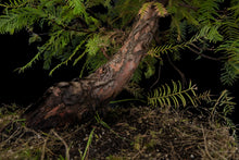 Load image into Gallery viewer, Bonsai Special | Dawn Redwood (E5)