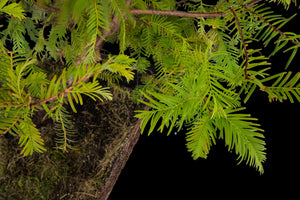 Bonsai Special | Dawn Redwood (E5)