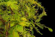 Load image into Gallery viewer, Bonsai Special | Dawn Redwood (E5)