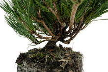 Load image into Gallery viewer, Bonsai Special | Mugo Pine (E5)
