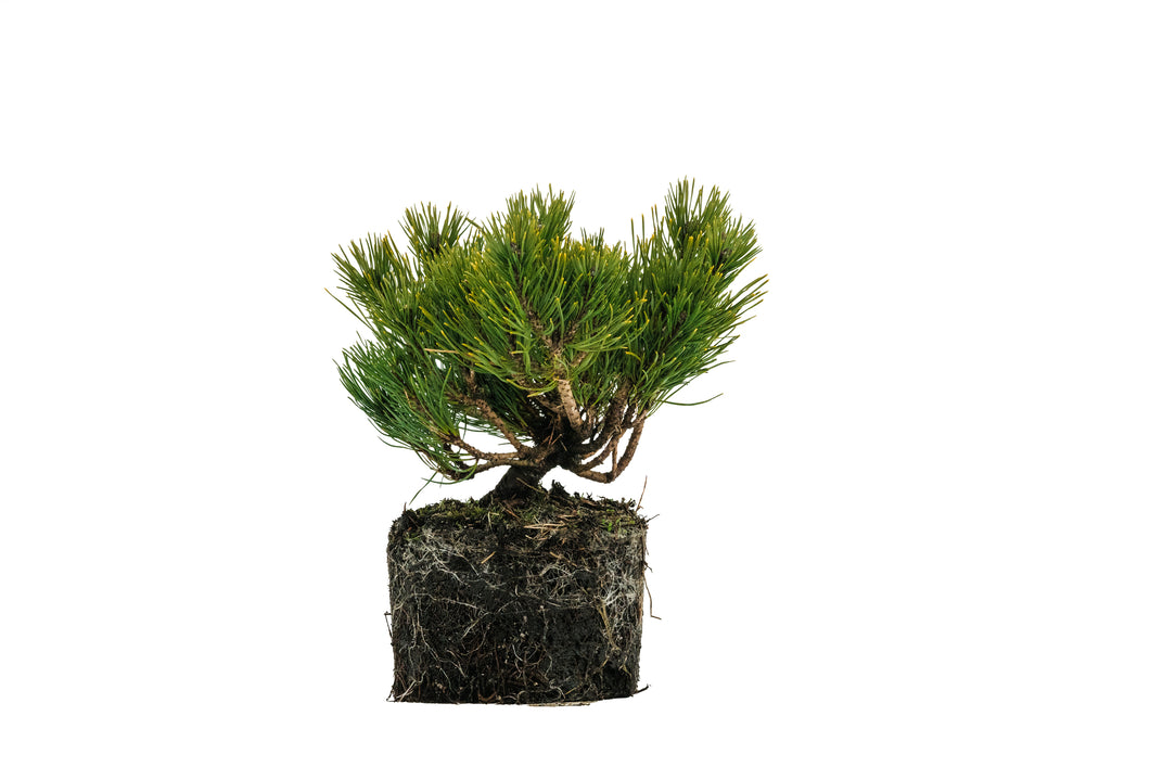 Bonsai Special | Mugo Pine (E5)