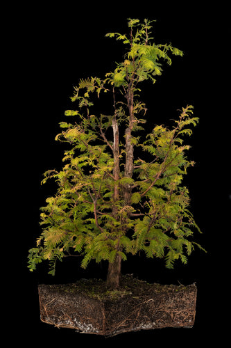 Bonsai Special | Dawn Redwood (E6)
