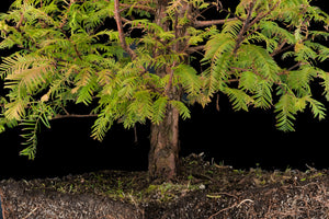 Bonsai Special | Dawn Redwood (E6)