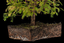 Load image into Gallery viewer, Bonsai Special | Dawn Redwood (E6)