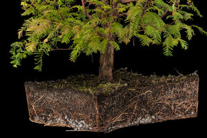 Bonsai Special | Dawn Redwood (E6)