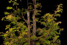 Load image into Gallery viewer, Bonsai Special | Dawn Redwood (E6)