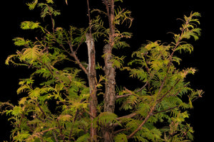 Bonsai Special | Dawn Redwood (E6)