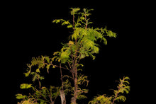 Load image into Gallery viewer, Bonsai Special | Dawn Redwood (E6)