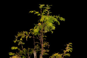 Bonsai Special | Dawn Redwood (E6)
