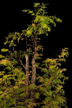 Load image into Gallery viewer, Bonsai Special | Dawn Redwood (E6)