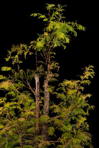 Bonsai Special | Dawn Redwood (E6)