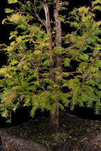 Load image into Gallery viewer, Bonsai Special | Dawn Redwood (E6)