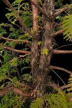 Load image into Gallery viewer, Bonsai Special | Dawn Redwood (E6)