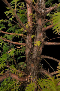 Bonsai Special | Dawn Redwood (E6)