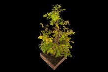 Load image into Gallery viewer, Bonsai Special | Dawn Redwood (E6)