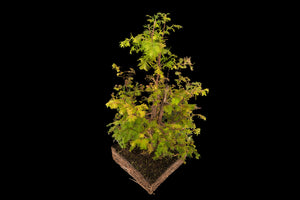 Bonsai Special | Dawn Redwood (E6)