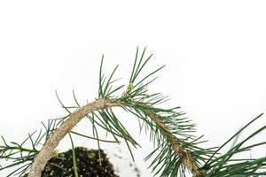 Bonsai Special | Japanese Black Pine (E6)
