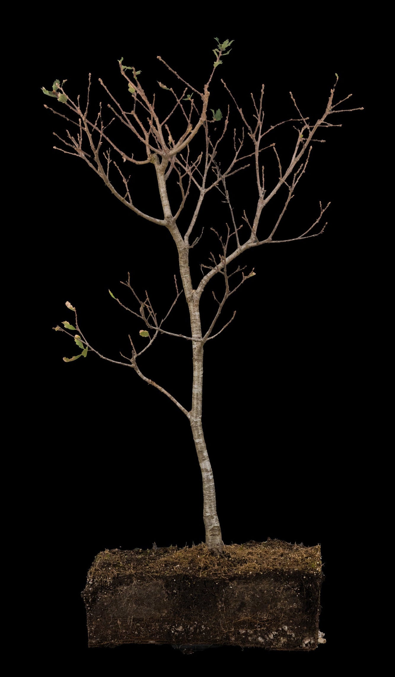 Pre-Bonsai Specials  Tagged "Oaks" The Jonsteen Company