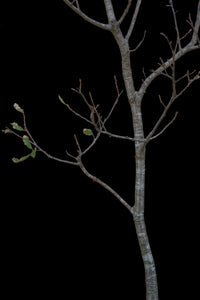 Bonsai Special | Blue Oak (E8)