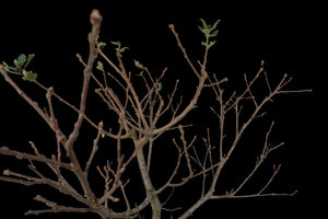 Bonsai Special | Blue Oak (E8)