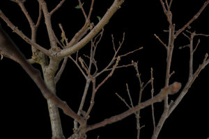 Bonsai Special | Blue Oak (E8)