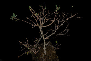 Bonsai Special | Blue Oak (E8)