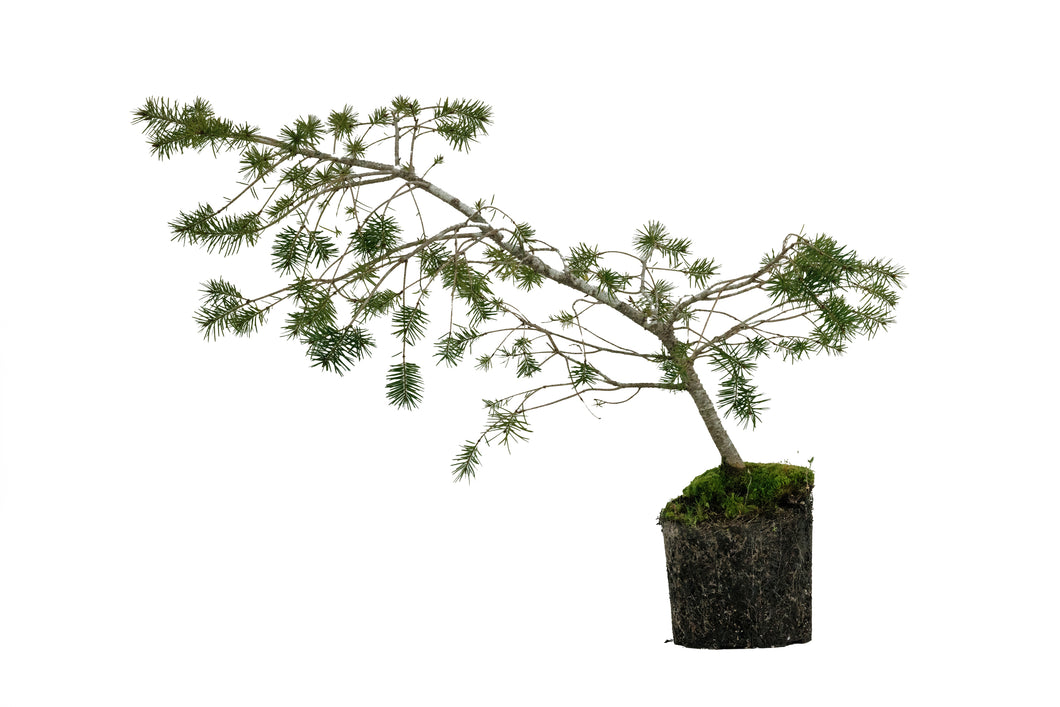 Bonsai Special | Douglas-Fir (E9)