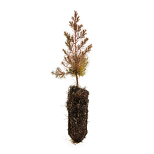 Load image into Gallery viewer, Eastern Redcedar | Medium Tree Seedling | The Jonsteen Company