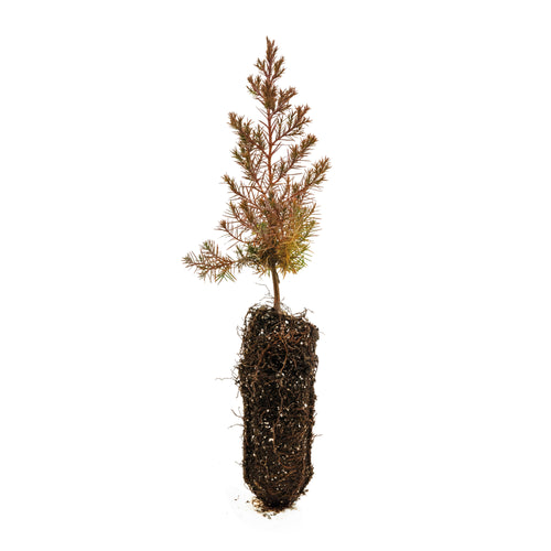 Eastern Redcedar | Medium Tree Seedling | The Jonsteen Company