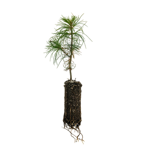 Eastern White Pine | Medium Tree Seedling | The Jonsteen Company