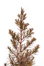 Load image into Gallery viewer, Eastern Redcedar | Medium Tree Seedling | The Jonsteen Company