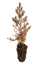 Load image into Gallery viewer, Eastern Redcedar | Medium Tree Seedling | The Jonsteen Company