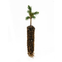 Load image into Gallery viewer, Engelmann Spruce | Small Tree Seedling | The Jonsteen Company